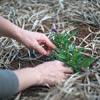 Indoor and Outdoor Plants Supplier in Kolkata