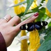 Garden Landscaping and Maintenance Service in Kolkata
