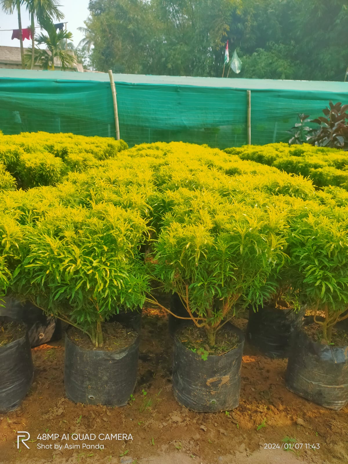 Grass Sod and Turf Laying Service in Kolkata