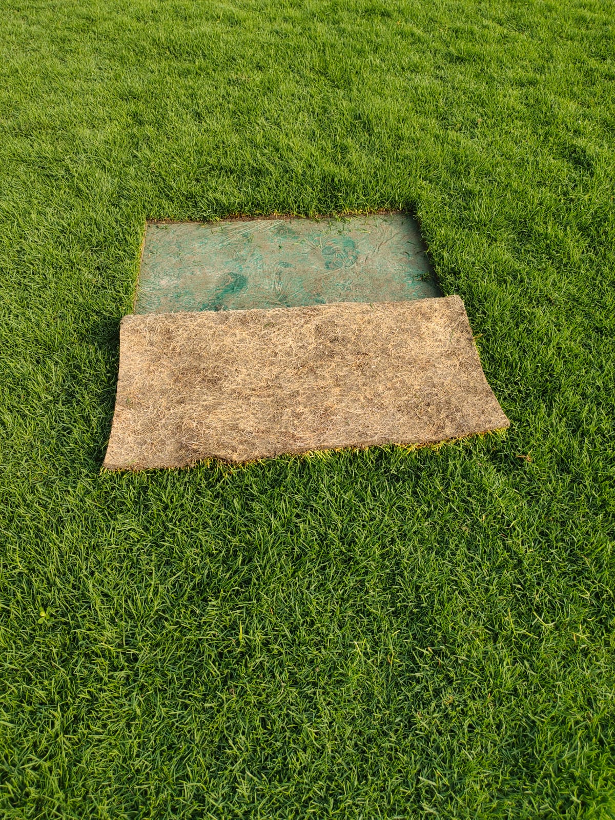 Bermuda Grass for Lawn and Garden in Kolkata