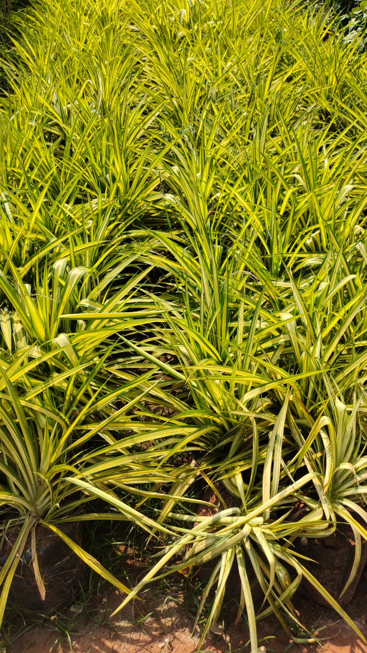 Plant Saplings and Quality Seeds from Green World Nursery Kolkata