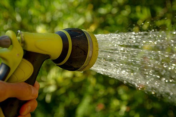 Watering Plants in a Garden at Green World Nursery
