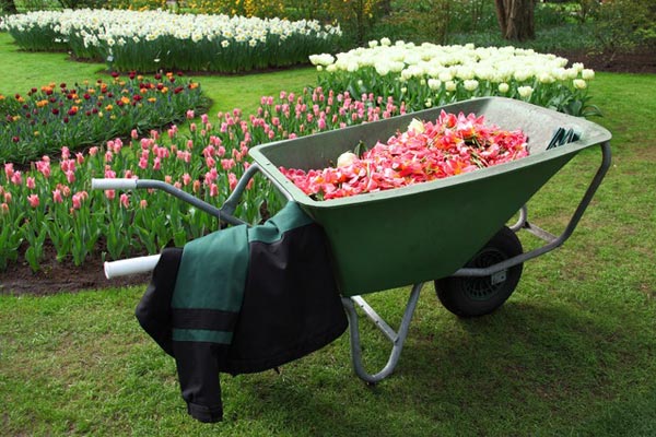 Garden Cleanup with Wheelbarrow Full of Flower Petals